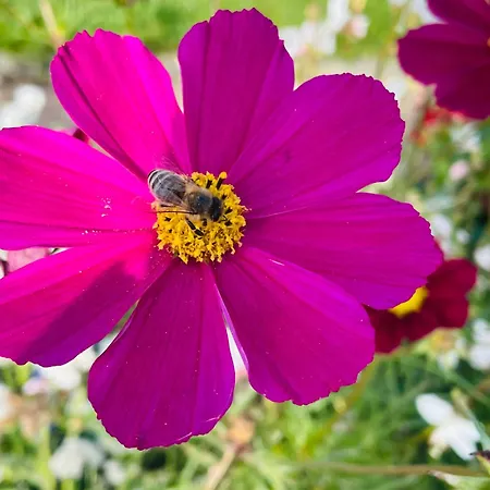 Emma An Der Romantischen Strasse *