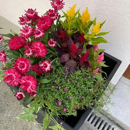 Emma An Der Romantischen Strasse